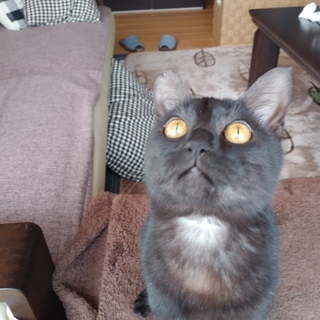 保護猫しま子ちゃん幸せになりました。