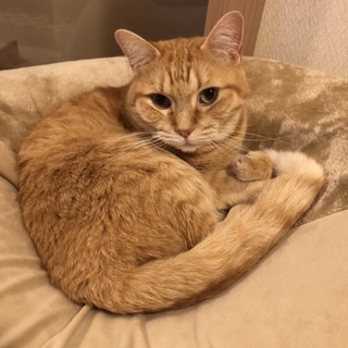 立ち耳丸顔甘えん坊スコです