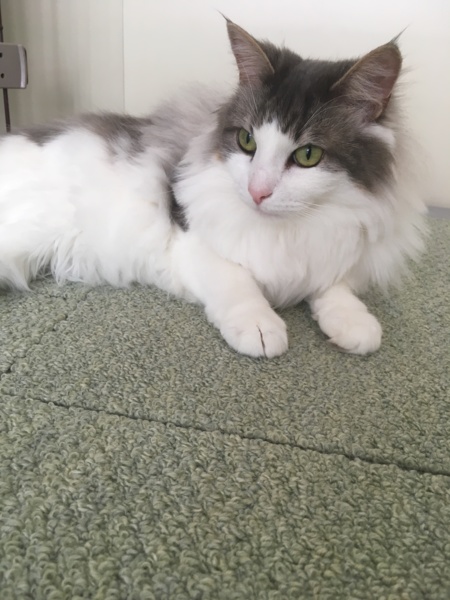 もこ(もこにゃ)