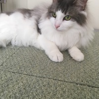もこ(もこにゃ)