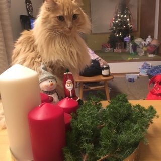 アメリカンカール