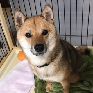 人が好きな柴犬の男の子１歳半くらい