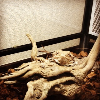 臆病なフトアゴヒゲトカゲ(ノーマル)