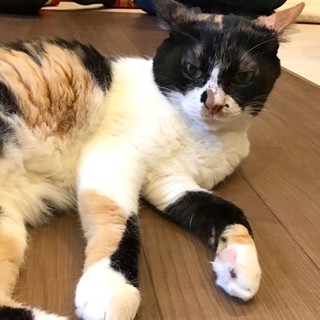 【メア】お膝に乗るのが好きなスリゴロ三毛