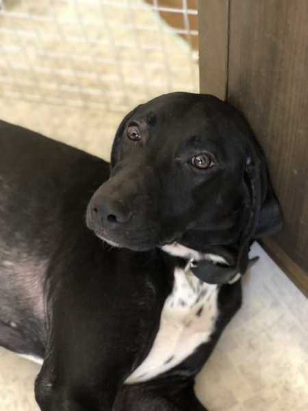 ミント Mix 雌 8ヶ 神奈川県 犬の里親募集 ペットのおうち 月間利用者150万人