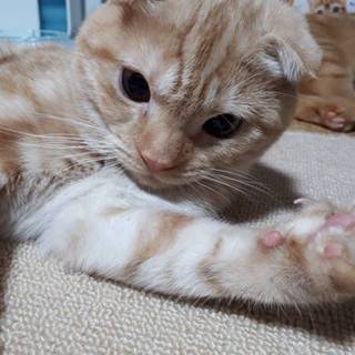 優しくてマイペースなスコ♂惣一郎君