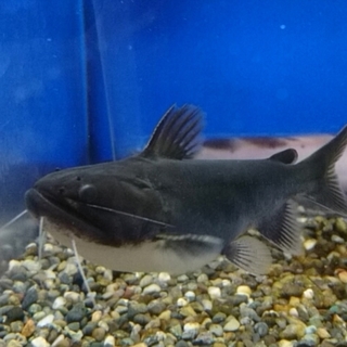 バトラスクキャットの里親募集です