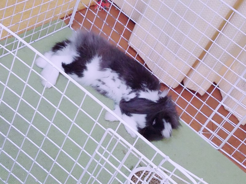 ライオンロップイヤー生後10ヶ月 サムネイル1