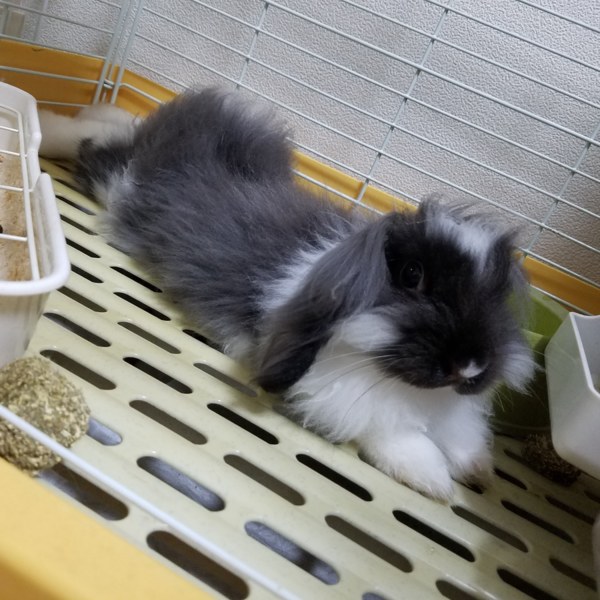 ライオンロップイヤー生後10ヶ月 サムネイル3