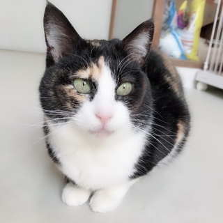 ♡小さな三毛猫ちゃん♡