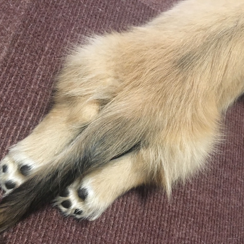 ロッティのカバー写真