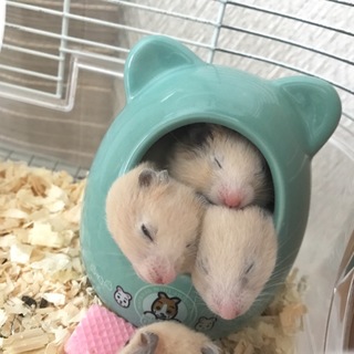 生後1ヶ月のキンクマです！