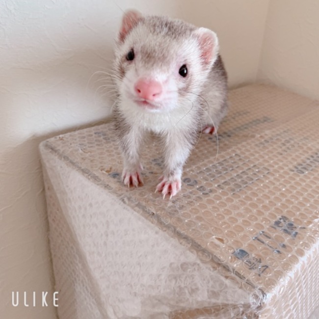 Ymama5381のカバー写真