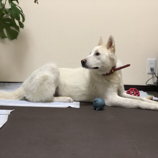 neigepikakeのカバー写真