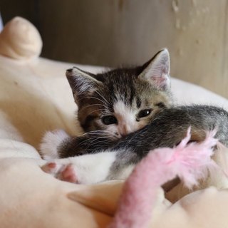 人馴れバツグン可愛い仔猫さんです。