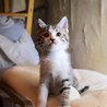 人馴れバツグン可愛い仔猫さんです。 サムネイル2