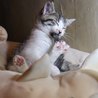 人馴れバツグン可愛い仔猫さんです。 サムネイル3