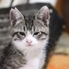 人馴れバツグン可愛い仔猫さん、銀ちゃんです サムネイル2