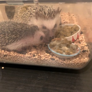 ハリネズミの里親さん募集！