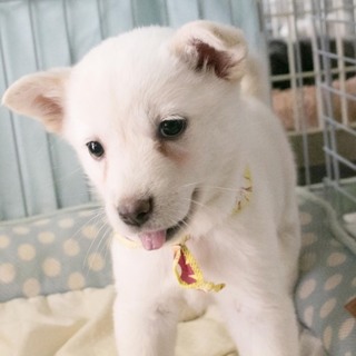 真っ白な美人三葉ちゃん ２ヶ月弱