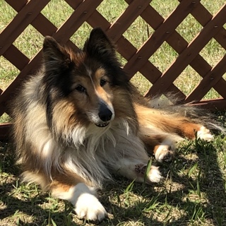 ありがとうございました！／熊本県保健所のシェルティ