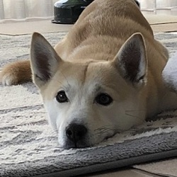 すまいるフェスin台東区2019 サムネイル2