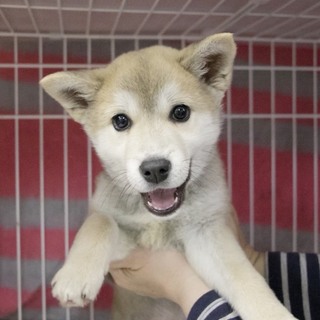 〈去勢済〉フレンドリーなアース君 ３ヶ月