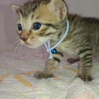 2019年3月生まれの子猫  再度募集