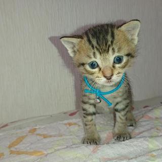 2019年3月生まれの子猫  再度募集