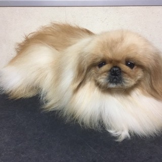 ペキニーズの男の子里親募集します！
