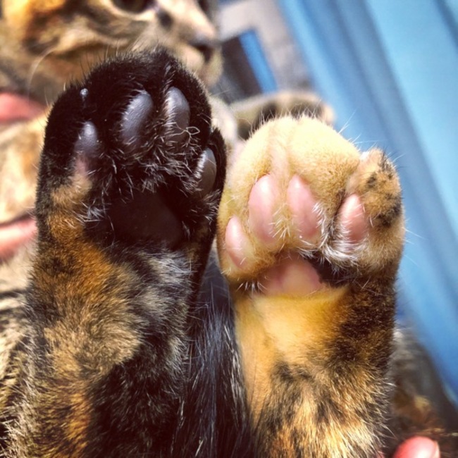 とこなめ地域ねこの会のカバー写真