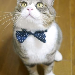 【5/4キャットソシオン譲渡会】まんまるマルオくん