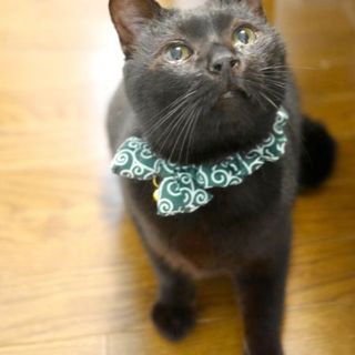 【5/4キャットソシオン譲渡会】黒猫マリモくん