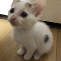 生後1ヶ月ちょっと三毛猫