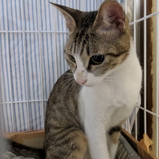 愛くるしいお顔の白きじの女の子です。