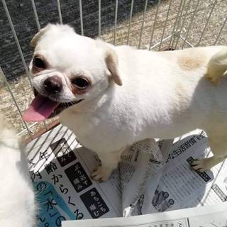 この子を助けてください。