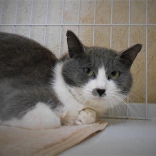 ロシアンMIX ♪ グレーと白のエマちゃん8ヵ月