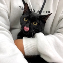 ▼猫の譲渡会▼名古屋市守山区 サムネイル1