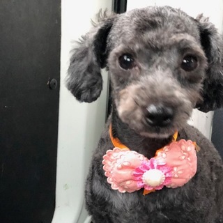 トイプードルとマルチーズのミックスメス 5才