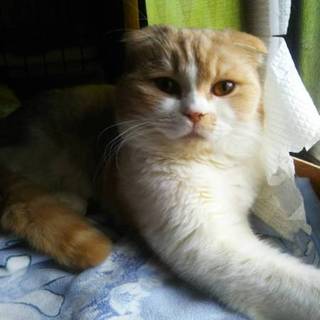 スコティッシュフォールドのジャンくん