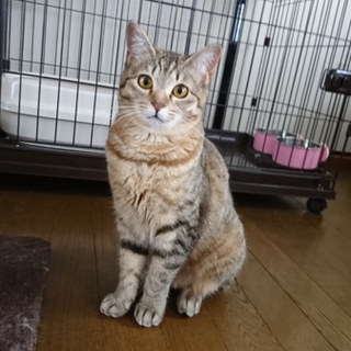  可愛さ一番 麦わら猫の女の子