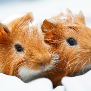 4月8日生まれ双子モルモット 里親募集