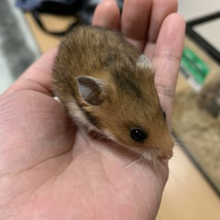 再募集ゴルハム里親様