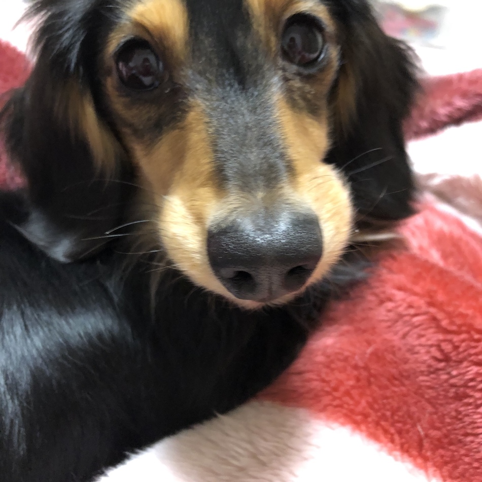 シナモンのカバー写真