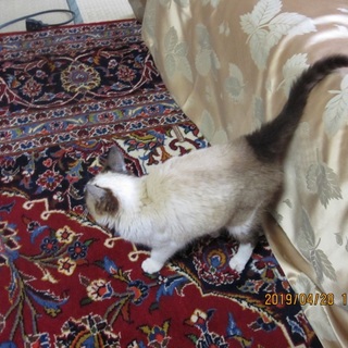 甘えん坊で健康そのもの。シャムミックスの女の子