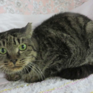 グッとくる目ヂカラとキュートなおちょぼ口