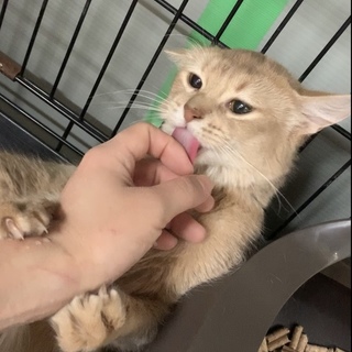 お淑やかなソマリ女の子