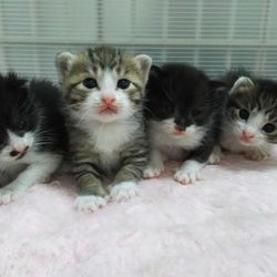 第17回　子猫祭りだよ～　とだニャン里親会開催