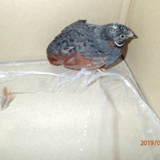 ひめうずら♂一羽譲ります