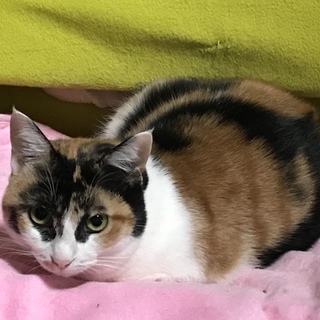 人馴れ修行中のミケちゃん